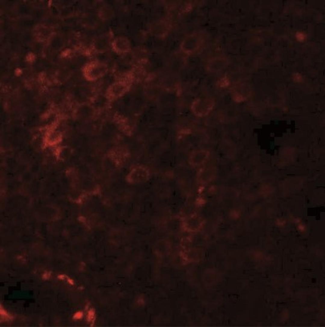 Immunocytochemistry/Immunofluorescence: NKX2.6 Antibody [NBP2-41161] - Immunofluorescence of NKX-6 in human spleen tissue with NKX2-6 antibody at 20 ug/mL.