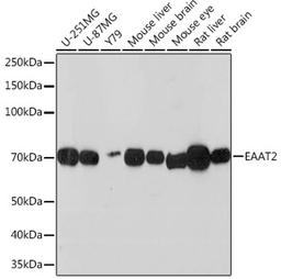 Western blot - EAAT2 Rabbit mAb (A3679)