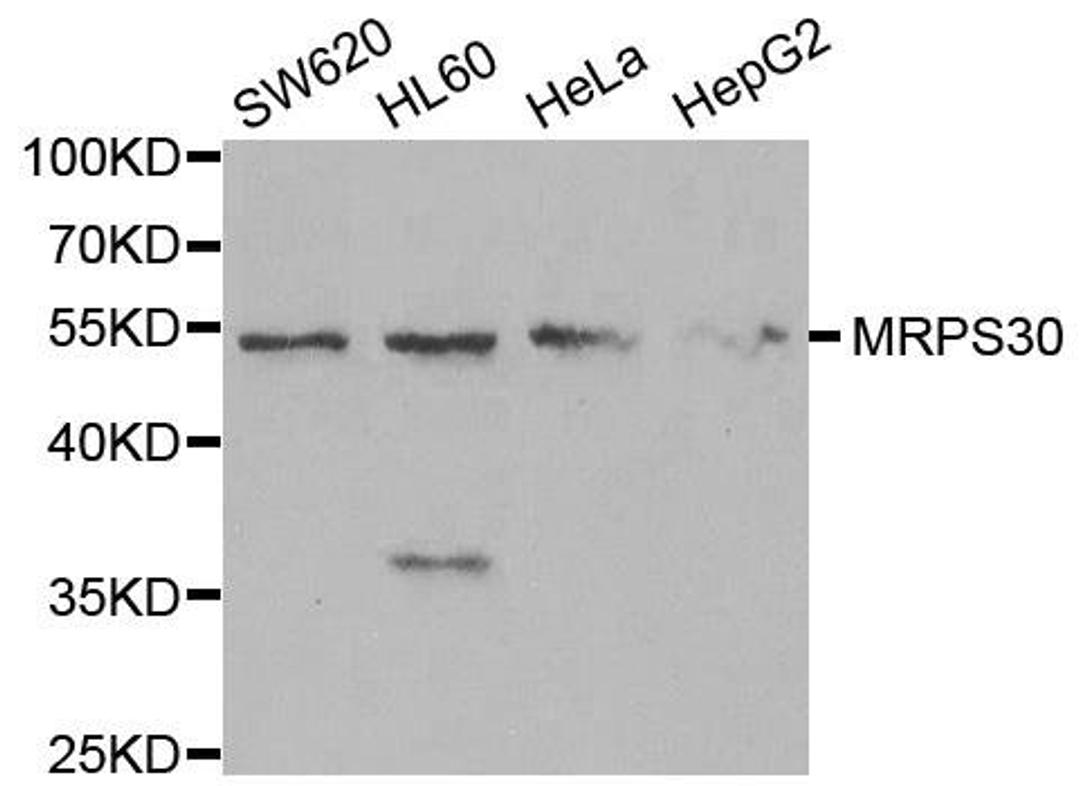 Western blot analysis of extracts of various cell lines using MRPS30 antibody