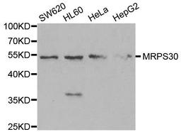 Western blot analysis of extracts of various cell lines using MRPS30 antibody