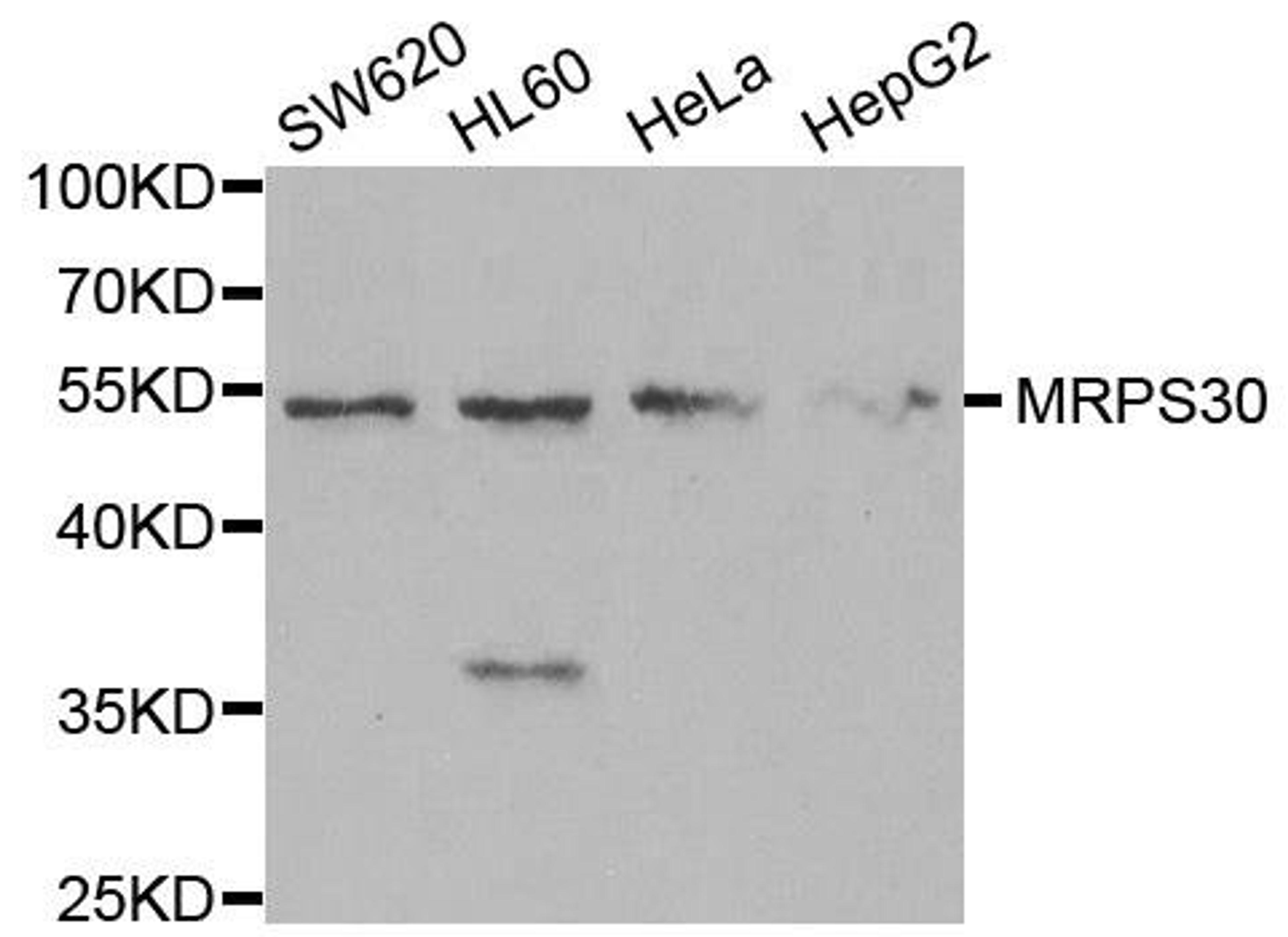 Western blot analysis of extracts of various cell lines using MRPS30 antibody