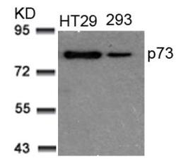 Western blot analysis of lysed extracts from HT29 and 293 cells using p73 (Ab-99).