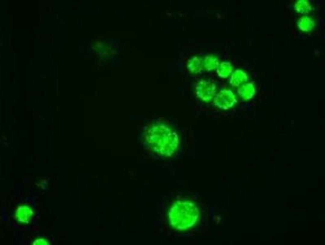 Immunocytochemistry/Immunofluorescence: GATA-6 Antibody (2B3) [NBP1-47766] - Staining of HT29 cells using anti-Gata6 mouse monoclonal antibody.