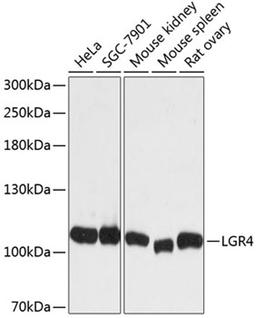 Western blot - LGR4 antibody (A12657)