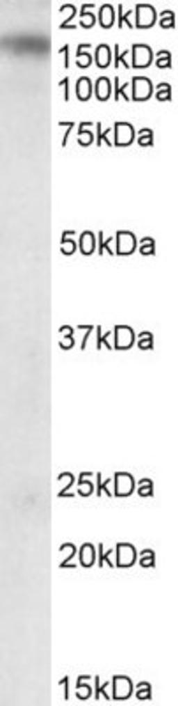 Western Blot: KALRN Antibody [NB100-41371] - (0.5ug/ml) staining of Mouse Brain lysate (35ug protein in RIPA buffer). Primary incubation was 1 hour. Detected by chemiluminescence.