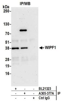 Detection of human WIPF1 by western blot of immunoprecipitates.