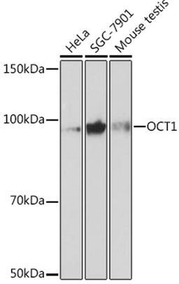 Western blot - OCT1 Rabbit mAb (A3683)
