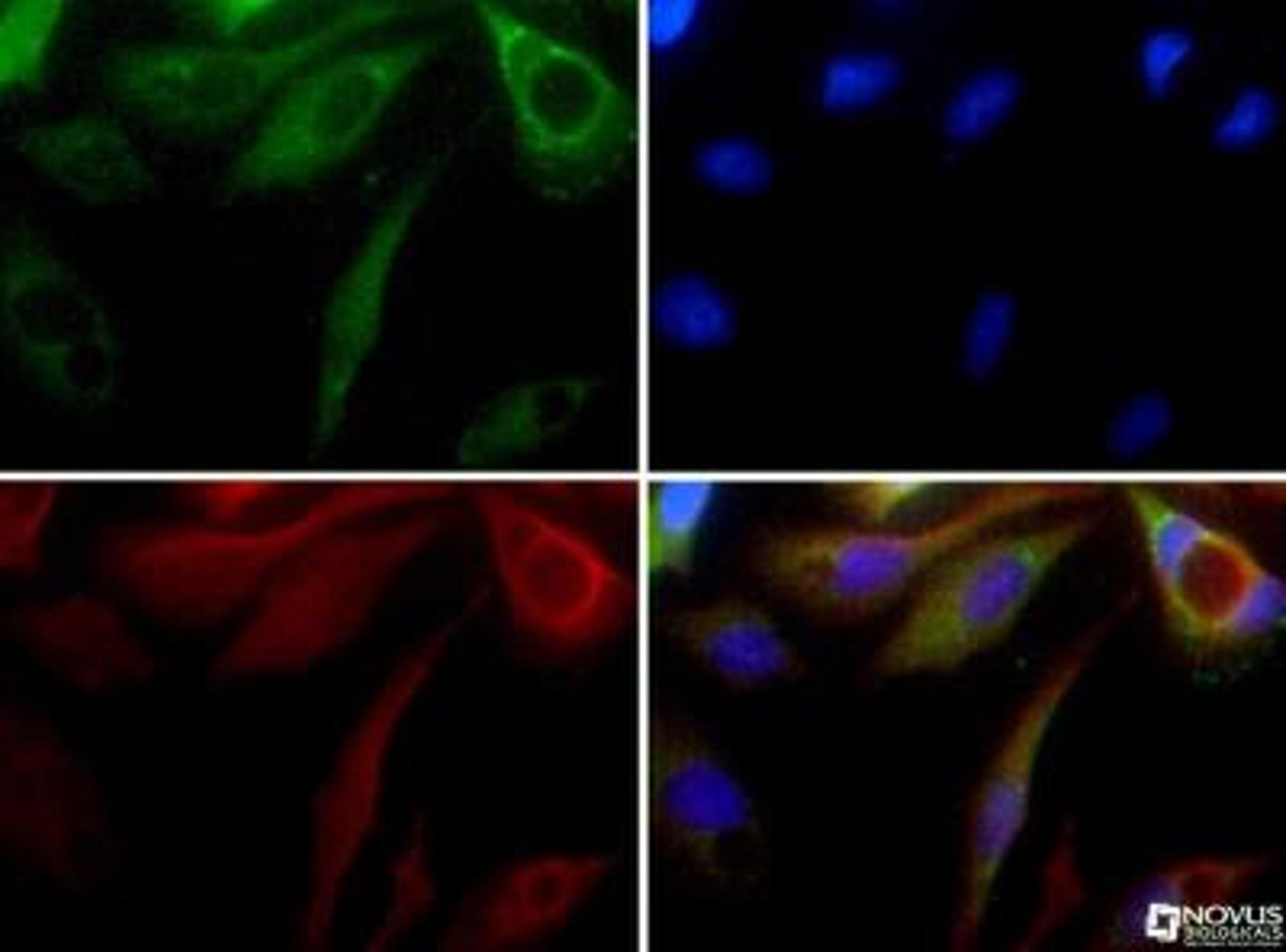 Immunocytochemistry/Immunofluorescence: Serpin A8/Angiotensinogen Antibody [NBP1-30027] -  Angiotensinogen antibody was tested in HepG2 cells with FITC (green). Nuclei and alpha-tubulin were counterstained with DAPI (blue) and Dylight 550 (red).