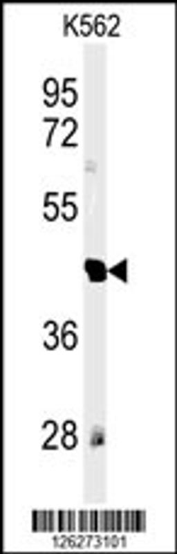 Western blot analysis of RTN4RL1 Antibody in K562 cell line lysates (35ug/lane)