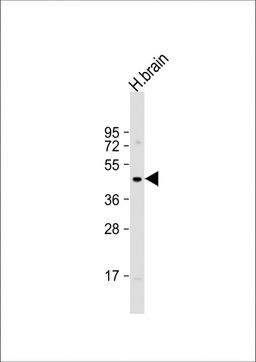 Western Blot at 1:1000 dilution + human brain lysate Lysates/proteins at 20 ug per lane.