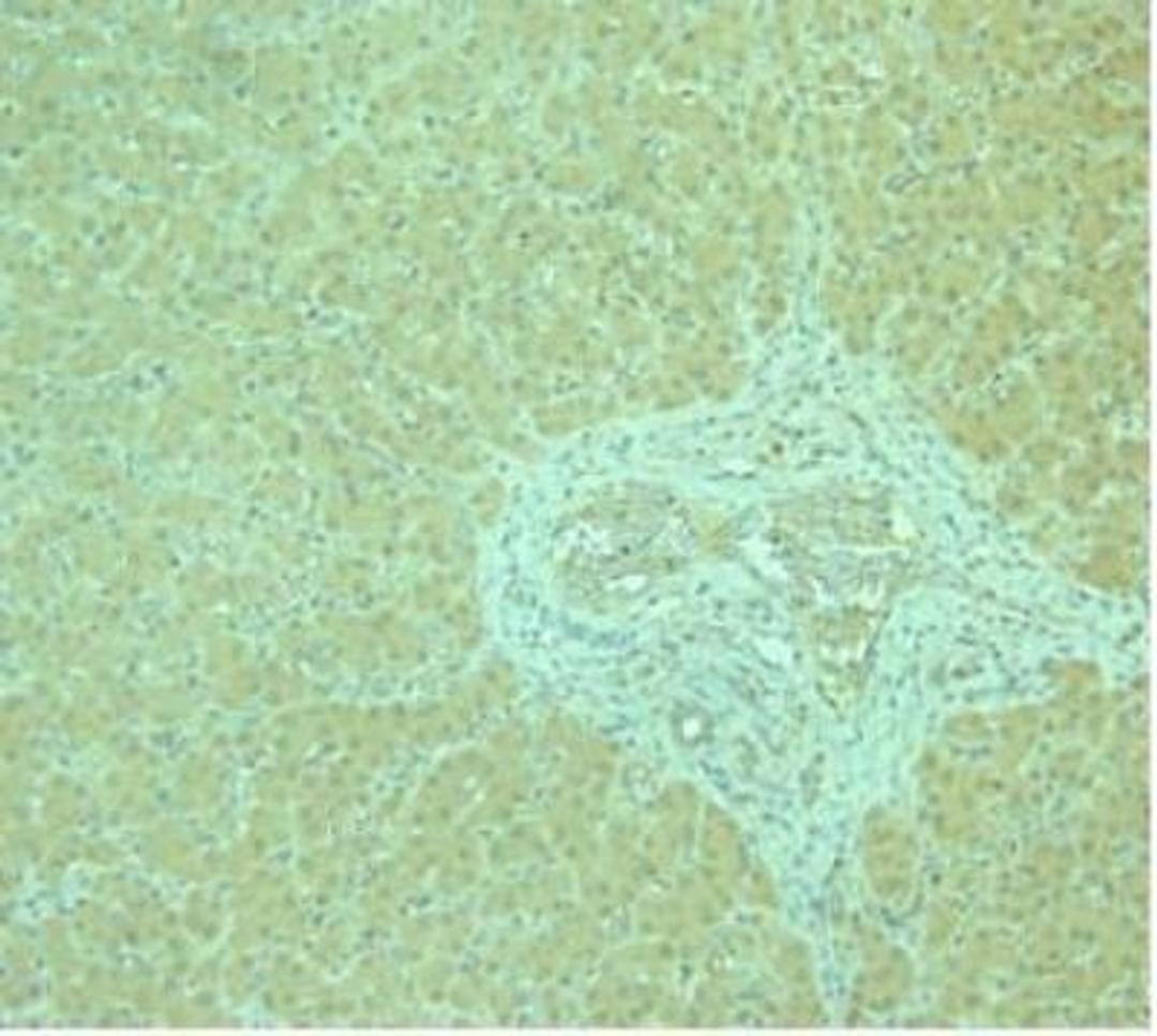 Immunohistochemistry: AdipoR1 Antibody [NBP1-28640] - Antibody to human AdipoR1 C-terminus on paraffin section of human liver