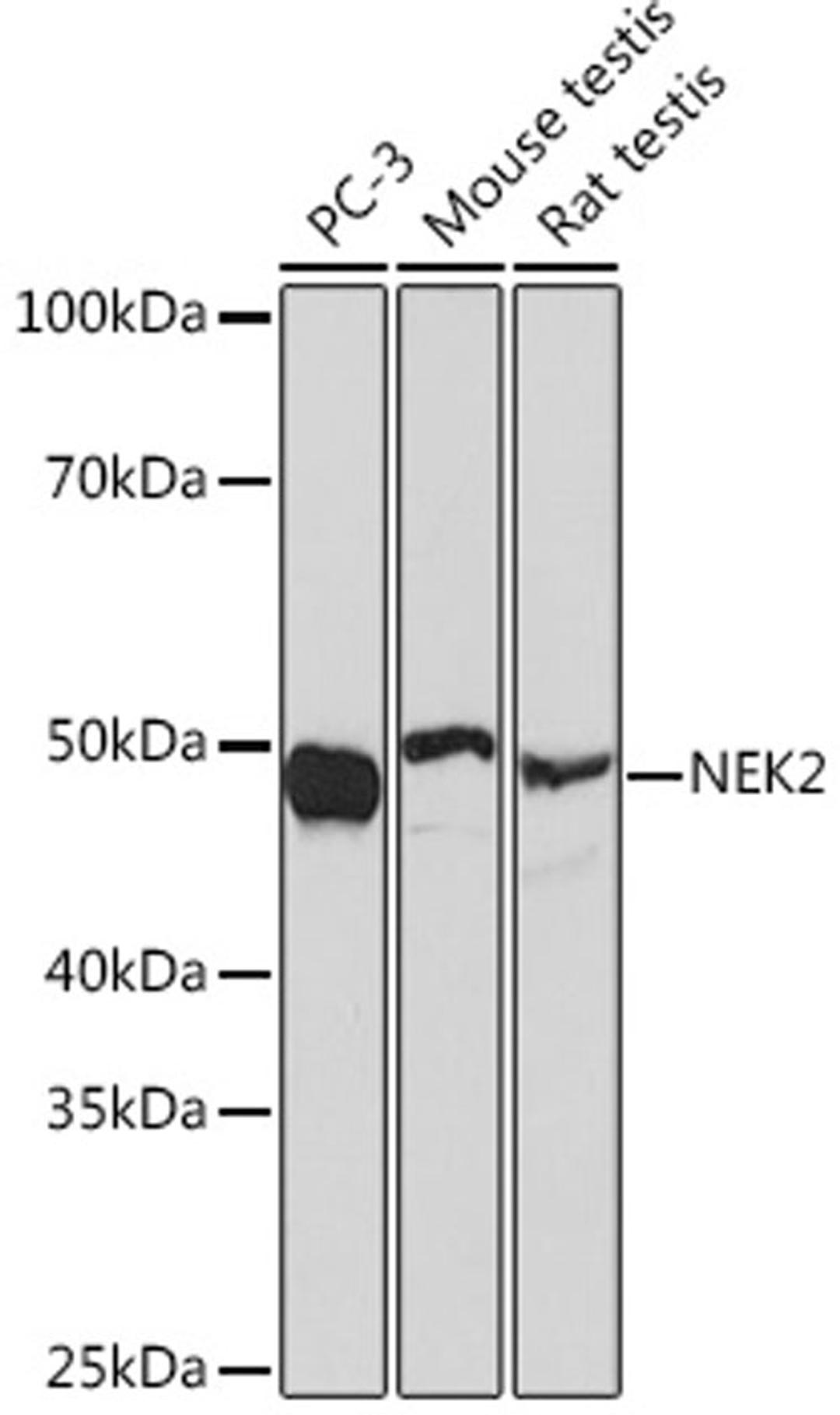 Western blot - NEK2 Rabbit mAb (A6811)