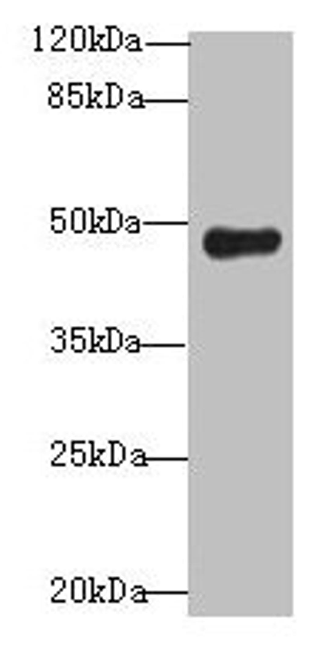 Western blot. All lanes: RNF128 antibody at 12µg/ml + Mouse liver tissue. Secondary. Goat polyclonal to rabbit IgG at 1/10000 dilution. Predicted band size: 47, 45 kDa. Observed band size: 47 kDa