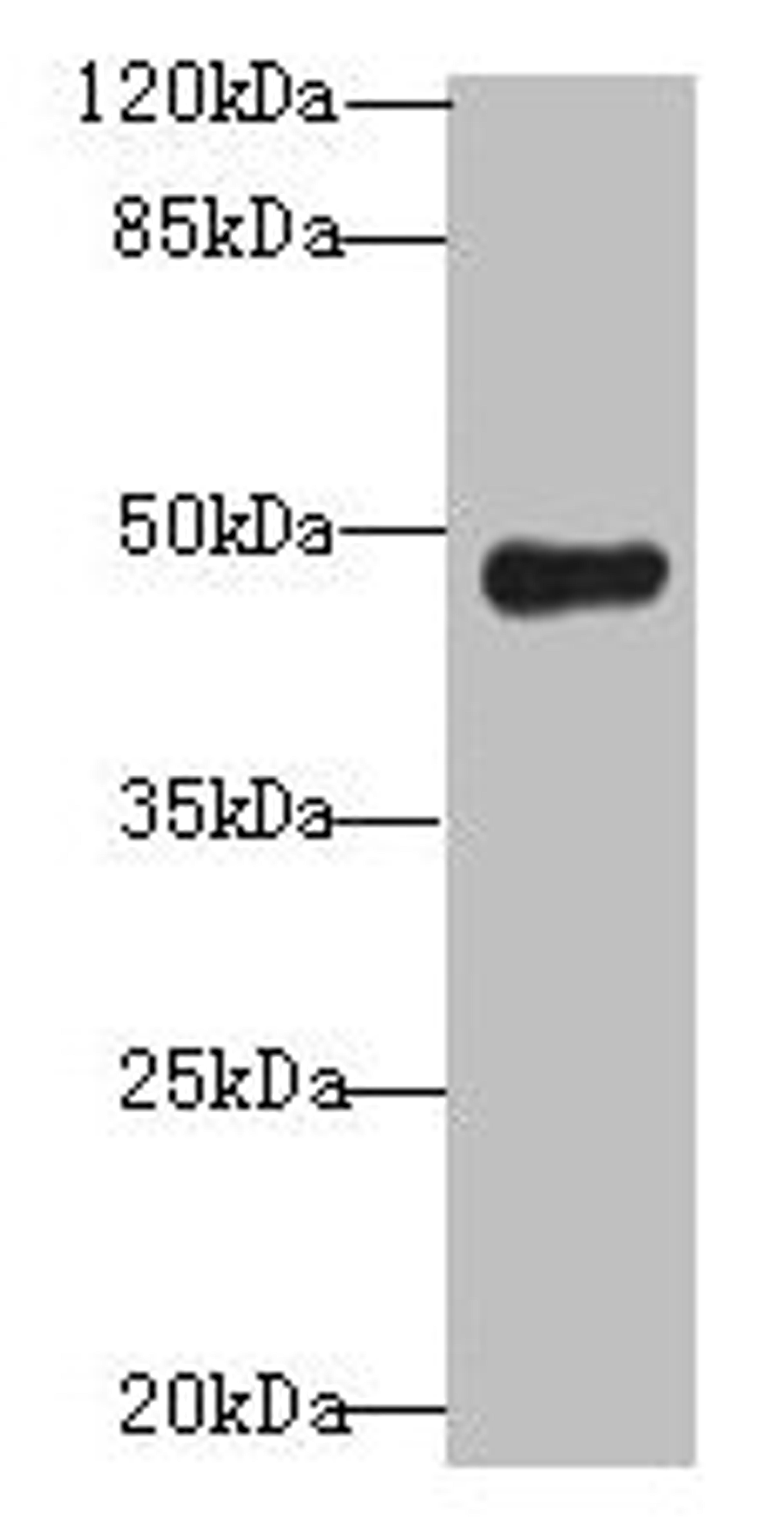 Western blot. All lanes: RNF128 antibody at 12µg/ml + Mouse liver tissue. Secondary. Goat polyclonal to rabbit IgG at 1/10000 dilution. Predicted band size: 47, 45 kDa. Observed band size: 47 kDa