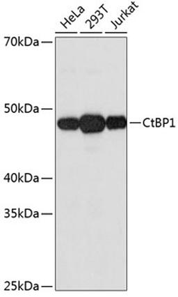 Western blot - CtBP1 Rabbit mAb (A11600)