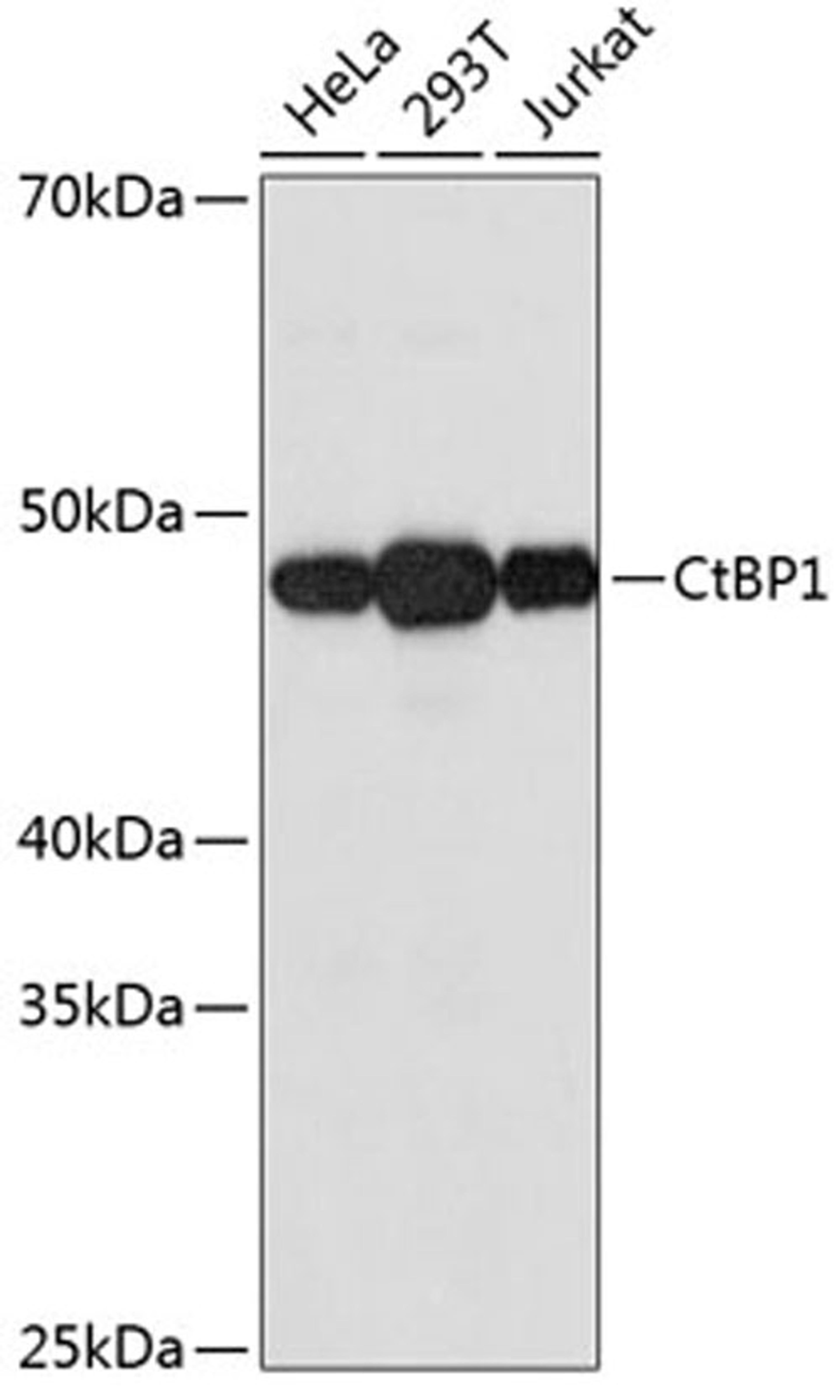 Western blot - CtBP1 Rabbit mAb (A11600)