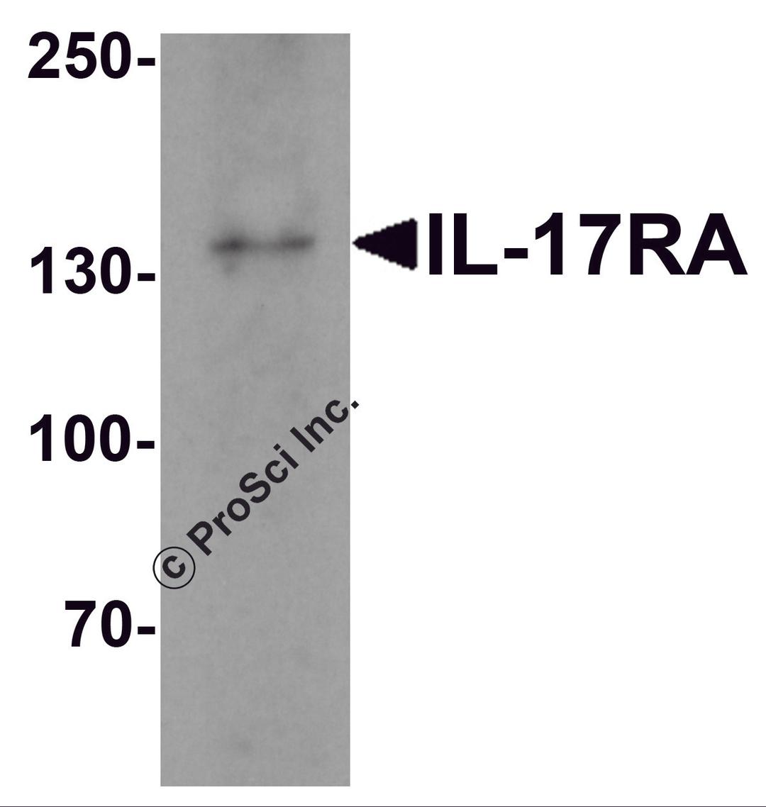 Western blot analysis of IL17RA in A20 cell lysate with IL17RA antibody at 1 μg/mL.