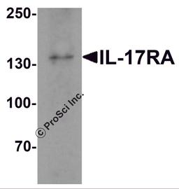 Western blot analysis of IL17RA in A20 cell lysate with IL17RA antibody at 1 μg/mL.