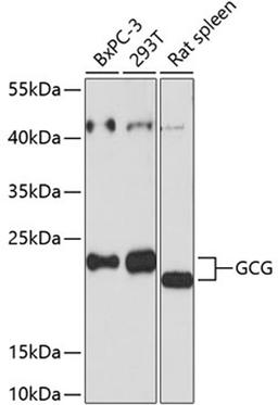 Western blot - GCG antibody (A14609)