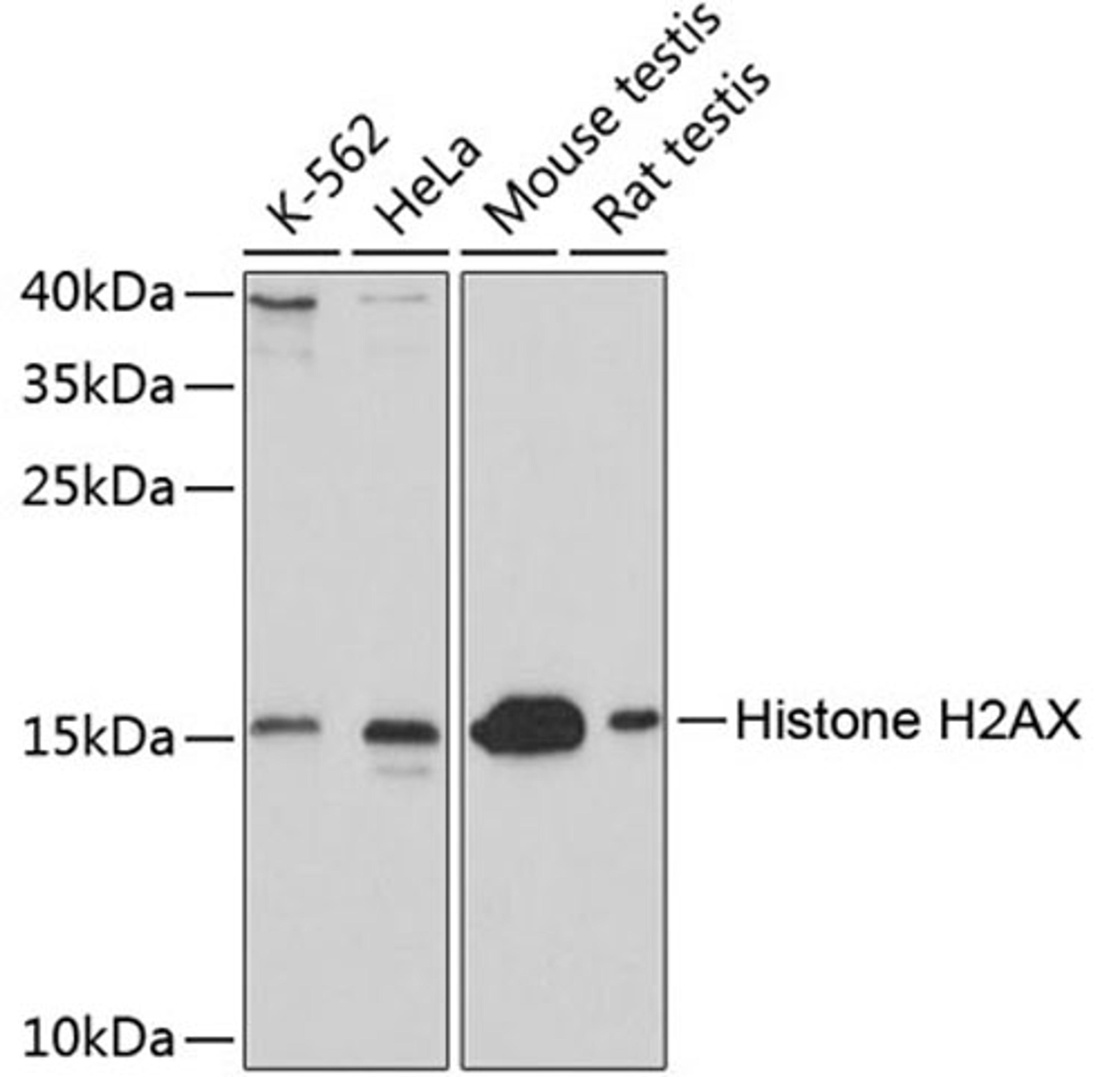 Western blot - Histone H2AX antibody (A11540)