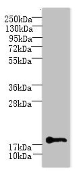 Western blot. All lanes: C1orf123 antibody at 8ug/ml + Mouse brain tissue. Secondary. Goat polyclonal to rabbit IgG at 1/10000 dilution. Predicted band size: 18 kDa. Observed band size: 18 kDa. 