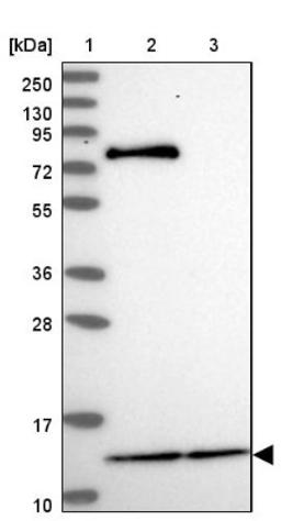 Western Blot: MRPL54 Antibody [NBP2-47368] - Lane 1: Marker [kDa] 250, 130, 95, 72, 55, 36, 28, 17, 10.  Lane 2: Human cell line RT-4.  Lane 3: Human cell line U-251MG.