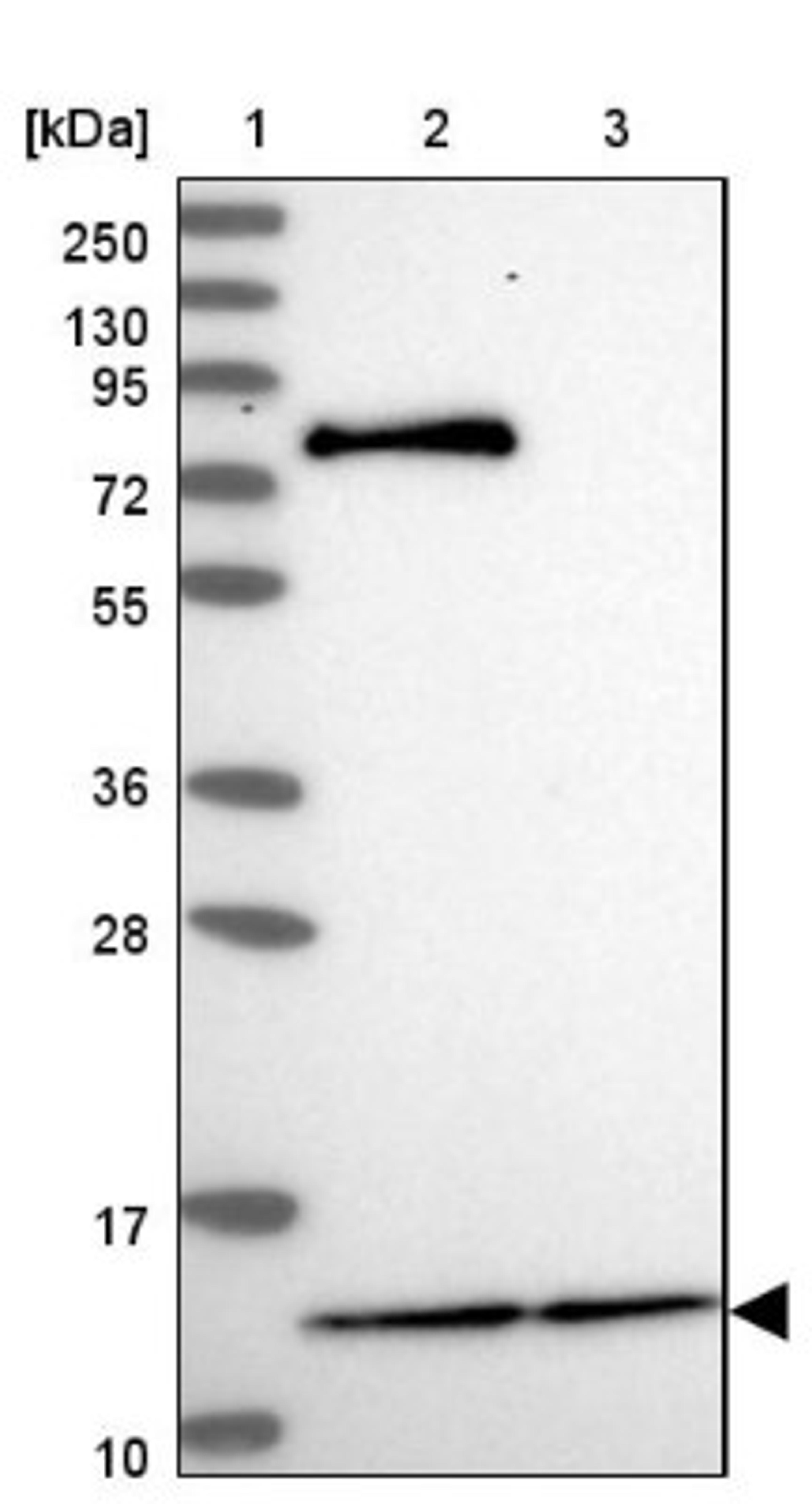 Western Blot: MRPL54 Antibody [NBP2-47368] - Lane 1: Marker [kDa] 250, 130, 95, 72, 55, 36, 28, 17, 10.  Lane 2: Human cell line RT-4.  Lane 3: Human cell line U-251MG.