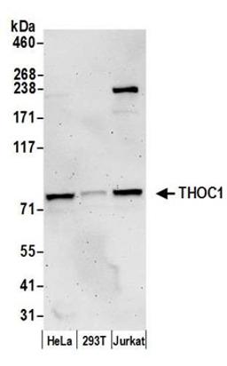 Detection of human THOC1 by western blot.