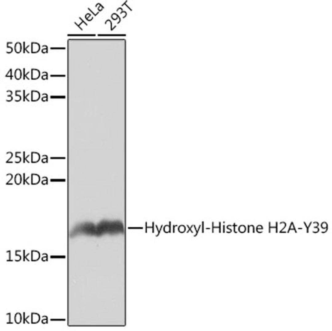 Western blot - Hydroxyl-Histone H2A-Y39 Rabbit mAb (A4827)