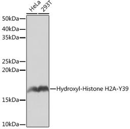 Western blot - Hydroxyl-Histone H2A-Y39 Rabbit mAb (A4827)