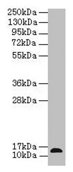 Western Blot. All lanes: RABIF antibody at 12µg/ml + Mouse small intestine tissue. Secondary. Goat polyclonal to rabbit IgG at 1/10000 dilution. Predicted band size: 14 kDa. Observed band size: 14 kDa