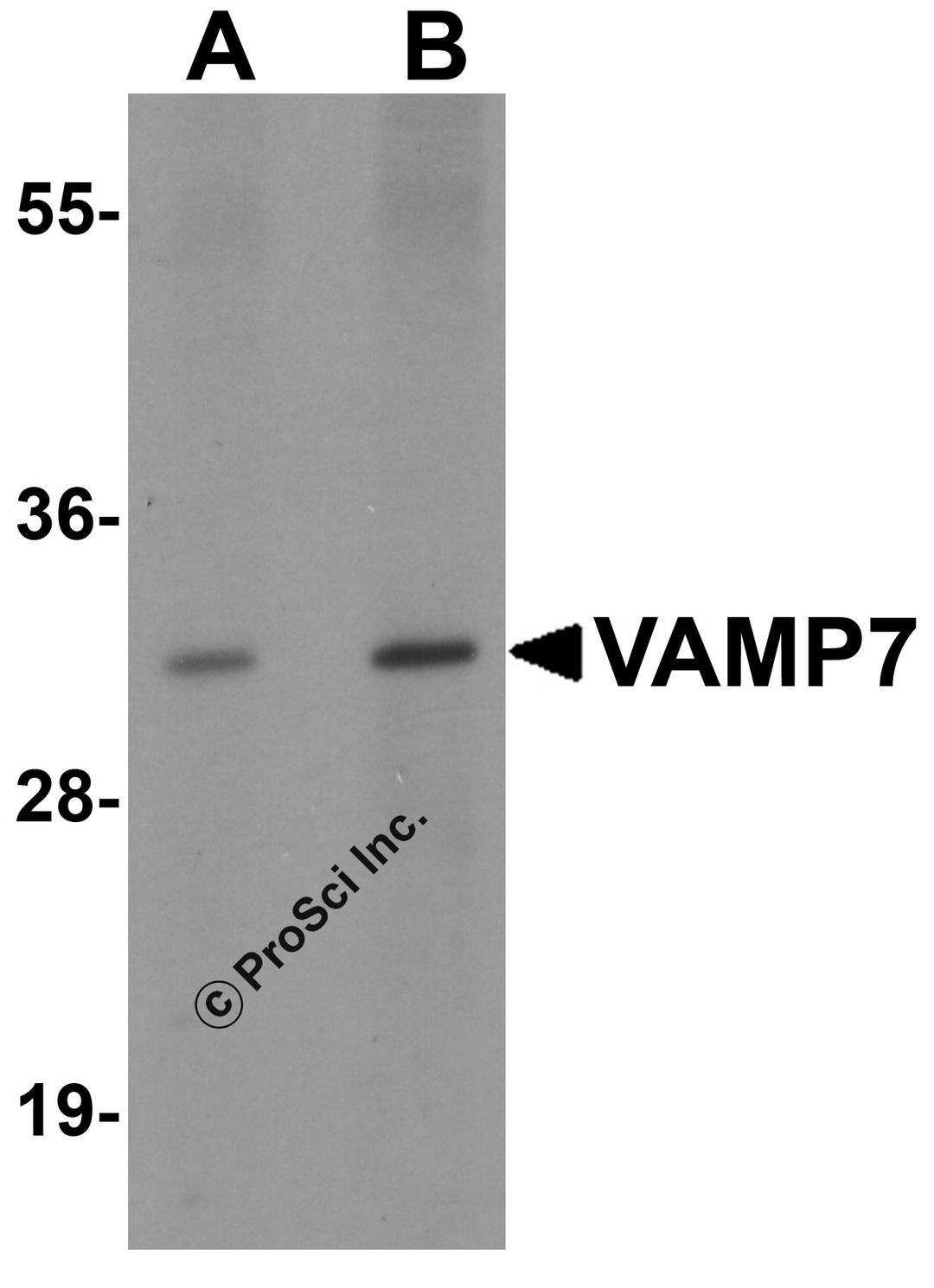 Western blot analysis of VAMP7 in mouse lung tissue lysate with VAMP7 antibody at (A) 0.5 and (B) 1 μg/mL.