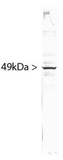 Western Blot: SF3B4 Antibody (3A1) [NBP1-92692] - Western blot of HeLa cell crude extract stained with NBP1-92692.  The SF3B4 (3A1) antibody runs with an apparent SDS-PAGE molecular weight 49kDa.