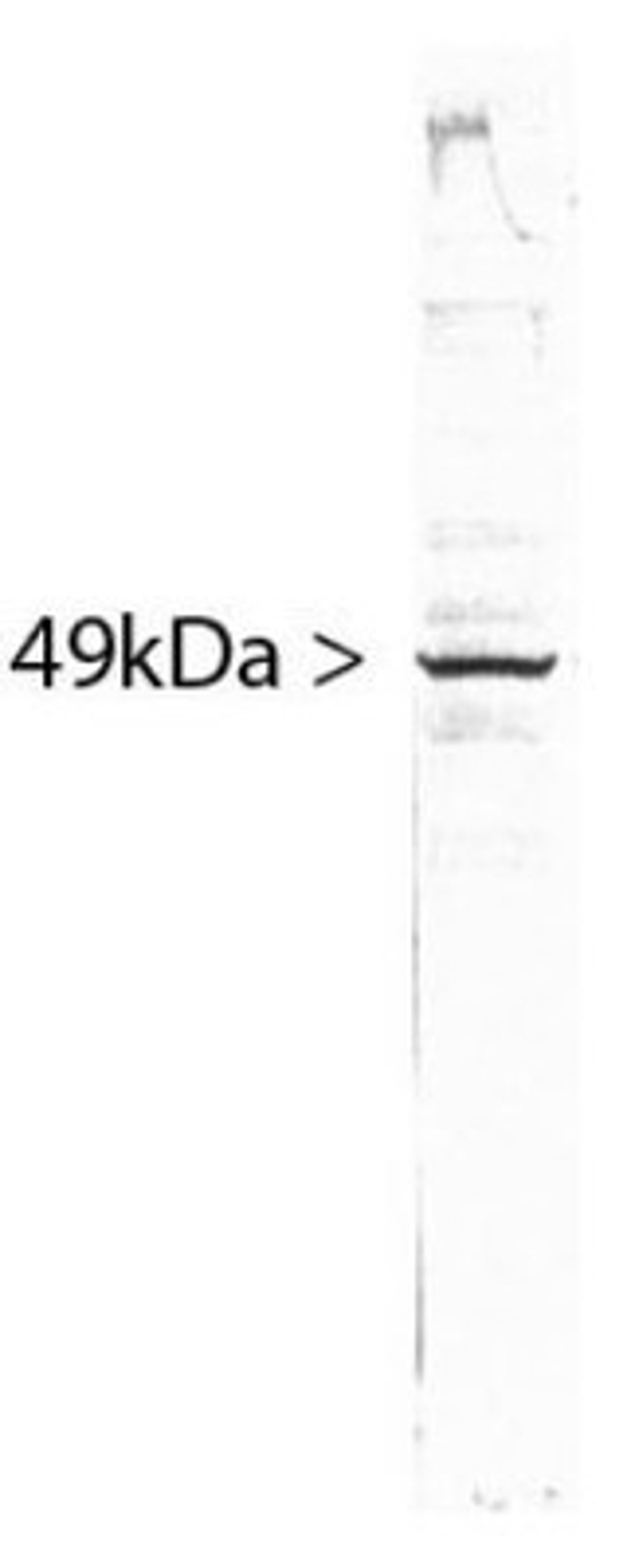 Western Blot: SF3B4 Antibody (3A1) [NBP1-92692] - Western blot of HeLa cell crude extract stained with NBP1-92692.  The SF3B4 (3A1) antibody runs with an apparent SDS-PAGE molecular weight 49kDa.