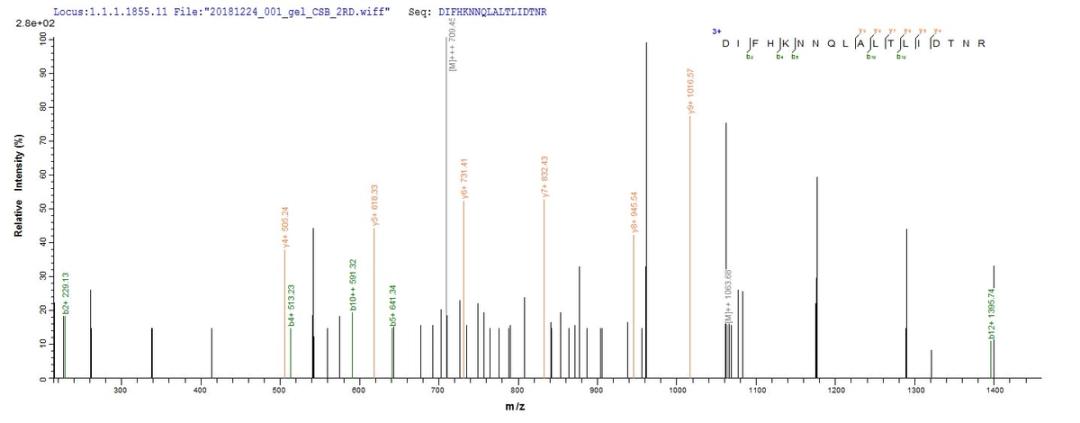 Based on the SEQUEST from database of E.coli host and target protein, the LC-MS/MS Analysis result of CSB-EP007763HU1 could indicate that this peptide derived from E.coli-expressed Homo sapiens (Human) ERBB2.