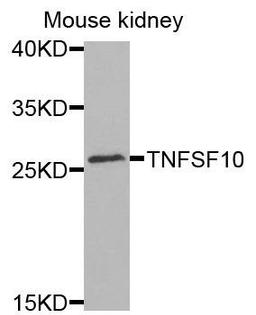 Western blot analysis of extracts of mouse kidney cells using TNFSF10 antibody