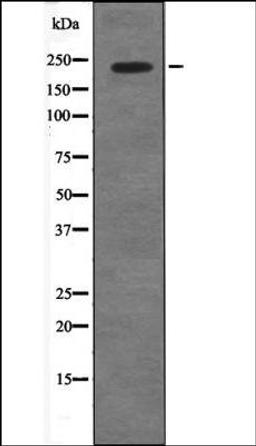 Western blot analysis of COS7 whole cell lysates using 53BP1 -Phospho-Ser29- antibody