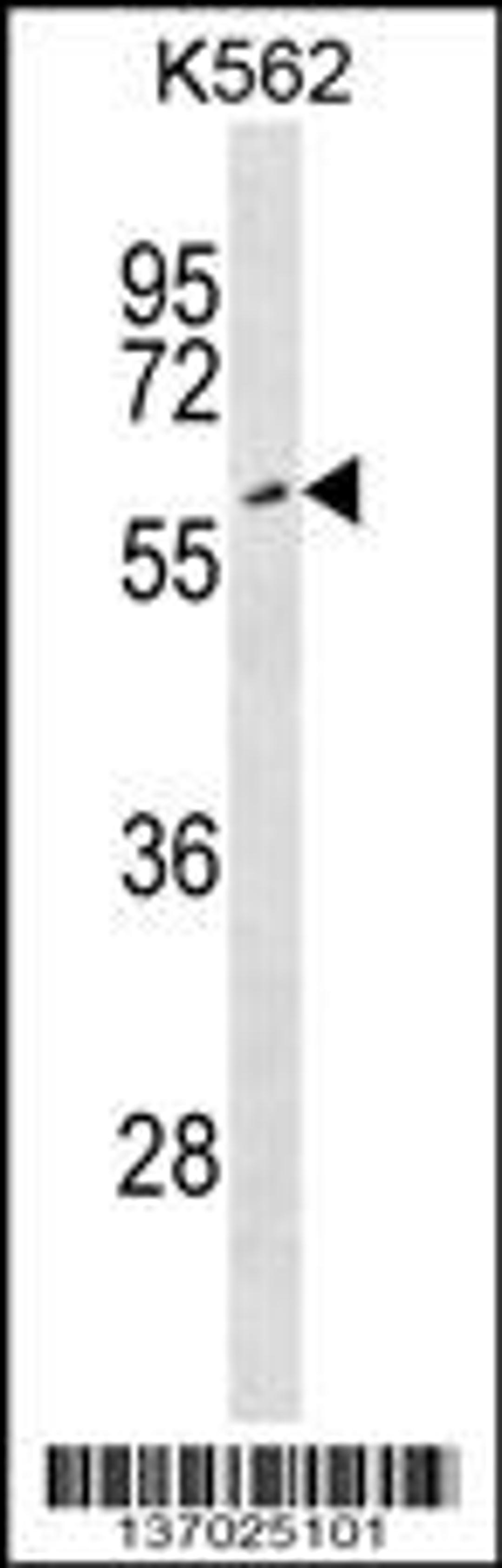 Western blot analysis in K562 cell line lysates (35ug/lane).