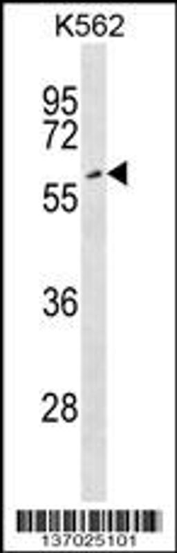 Western blot analysis in K562 cell line lysates (35ug/lane).