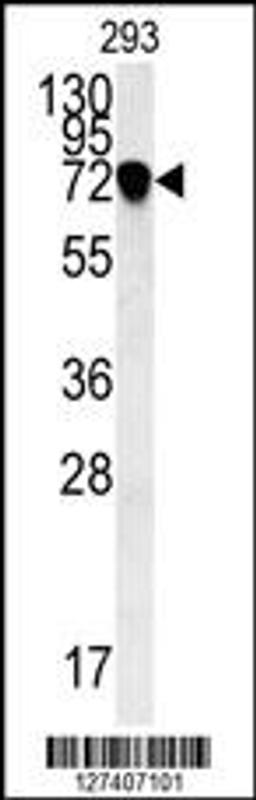 Western blot analysis in 293 cell line lysates (35ug/lane).