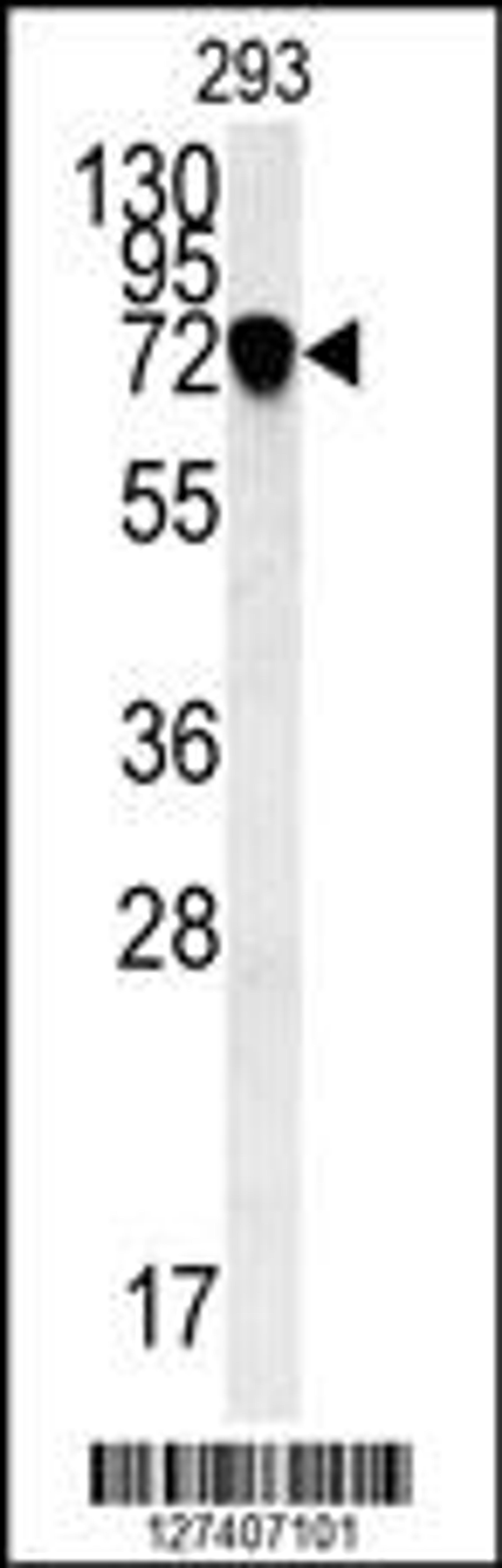 Western blot analysis in 293 cell line lysates (35ug/lane).