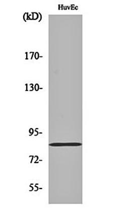 Western blot analysis of HuvEc cell lysates using Photomedin-2 antibody