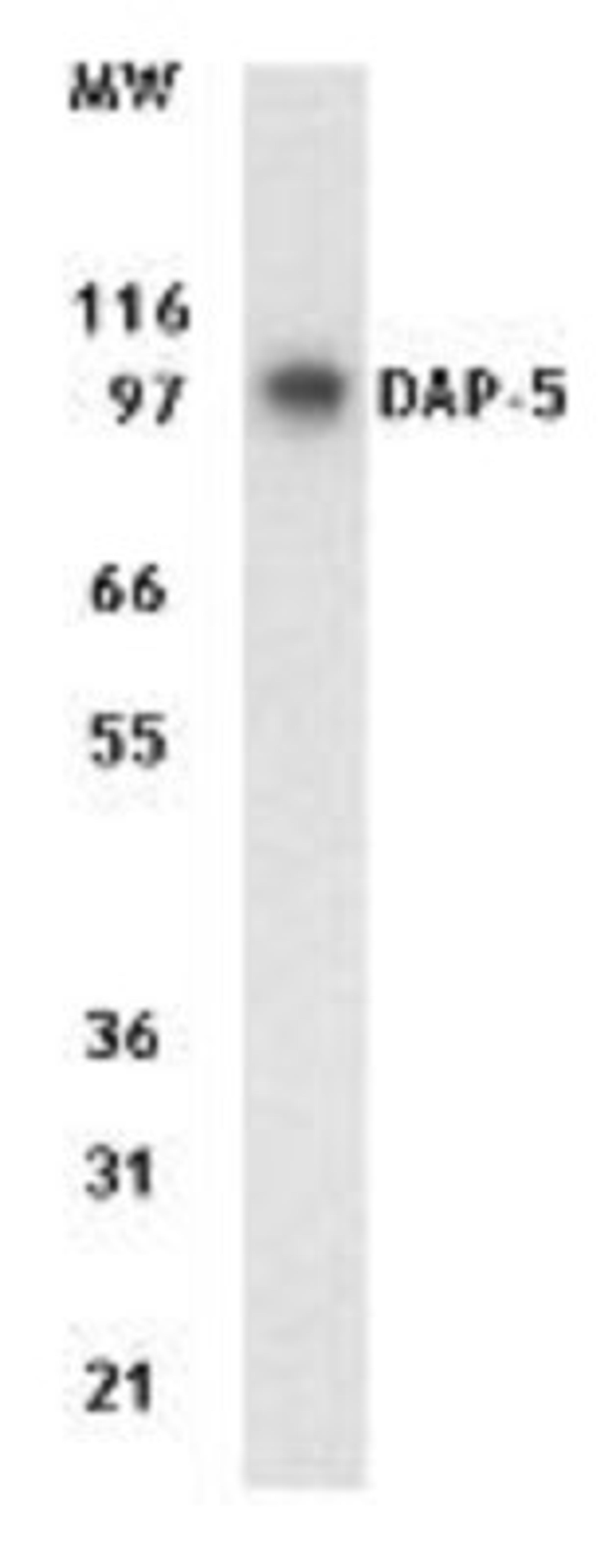 Western Blot: DAP5 Antibody (39C534.1) [NB120-11929] - Analysis of NB120-11929 (1ug) on 15 ug of total cell lysate from Jurkat cells.