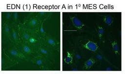 Immunocytochemistry/Immunofluorescence: EDNRA/Endothelin R Type A Antibody [NB600-836] - EDN 1 Receptor A in 1 MES Cells. Immunofluorescent staining image provided by verified customer review.