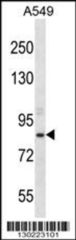 Western blot analysis in A549 cell line lysates (35ug/lane).