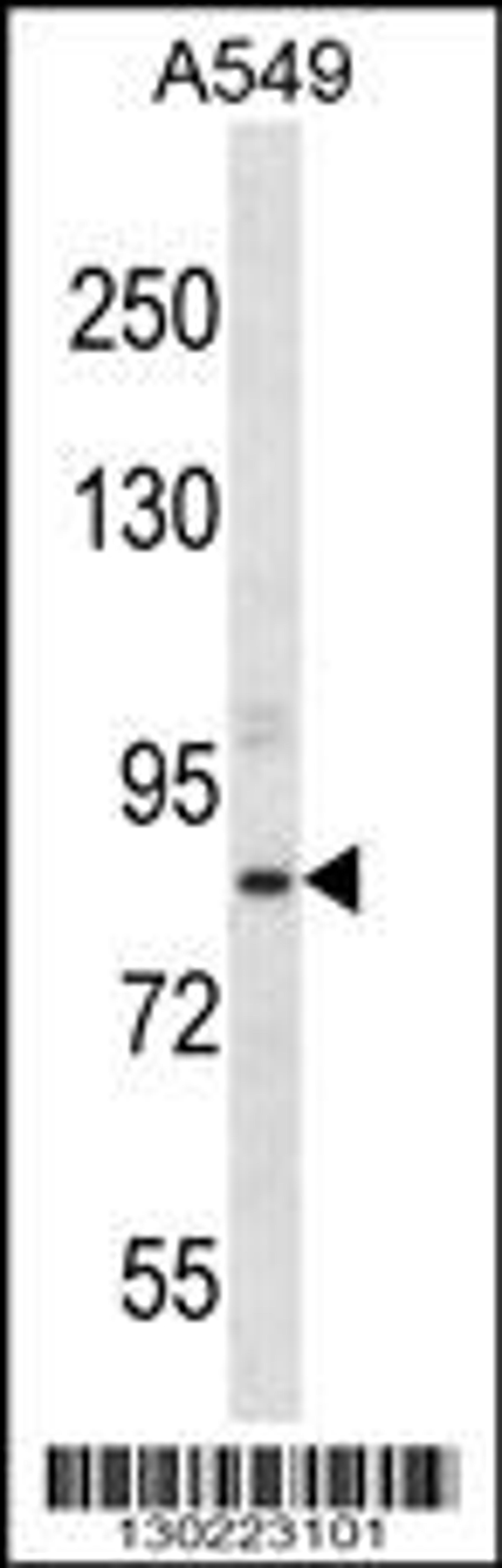 Western blot analysis in A549 cell line lysates (35ug/lane).