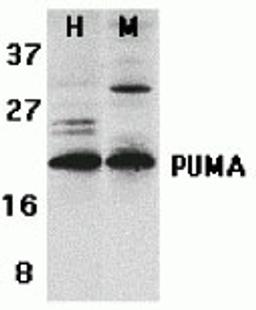 <strong>Figure 1 Western Blot Validation of PUMA in K562 and 3T3/NIH Cells</strong><br>
Loading: 15 &#956;g of lysates per lane.
Antibodies: 3041 (2 &#956;g/mL), 1 h incubation at RT in 5% NFDM/TBST.
Secondary: Goat anti-rabbit IgG HRP conjugate at 1:1000