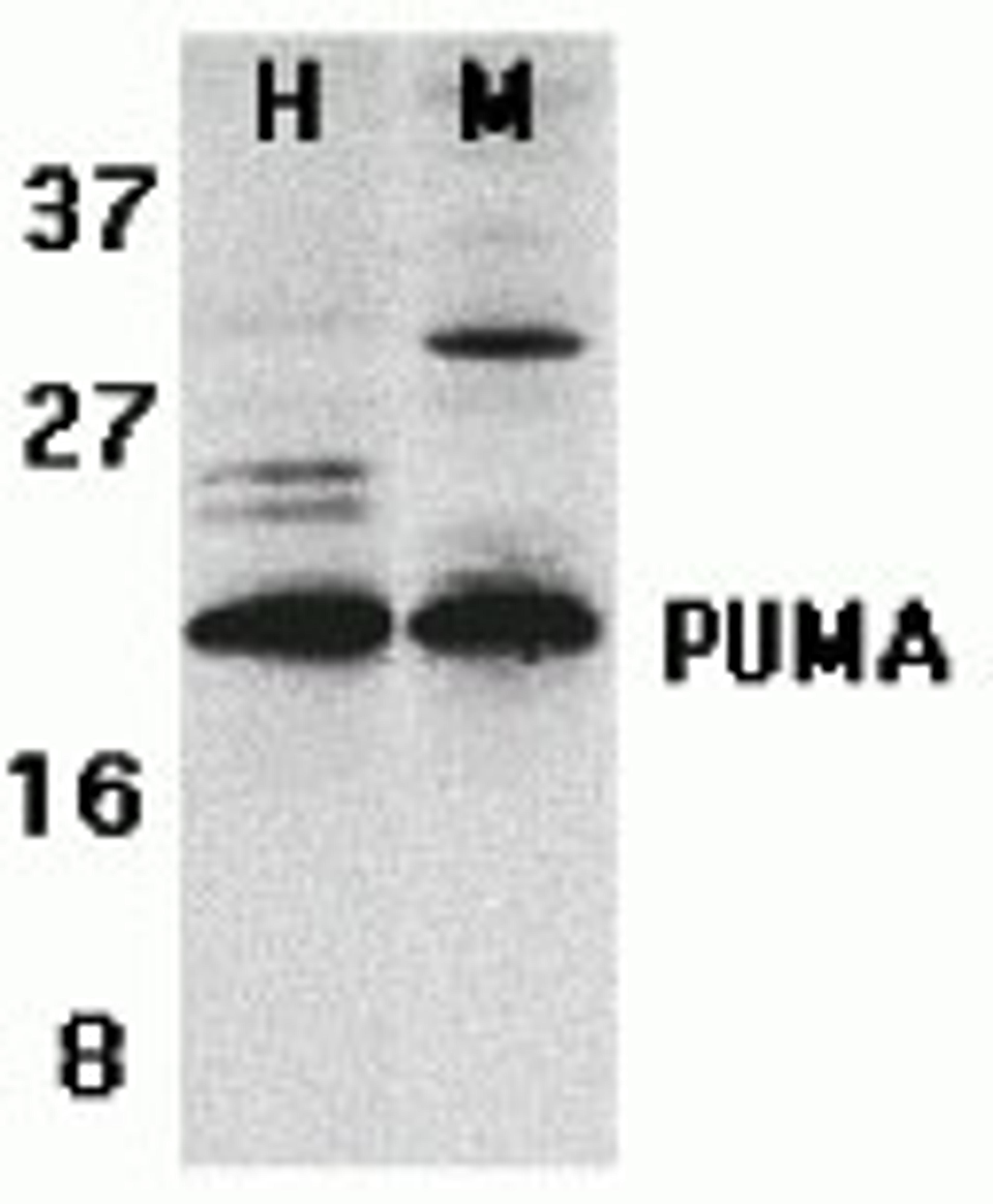 <strong>Figure 1 Western Blot Validation of PUMA in K562 and 3T3/NIH Cells</strong><br>
Loading: 15 &#956;g of lysates per lane.
Antibodies: 3041 (2 &#956;g/mL), 1 h incubation at RT in 5% NFDM/TBST.
Secondary: Goat anti-rabbit IgG HRP conjugate at 1:1000