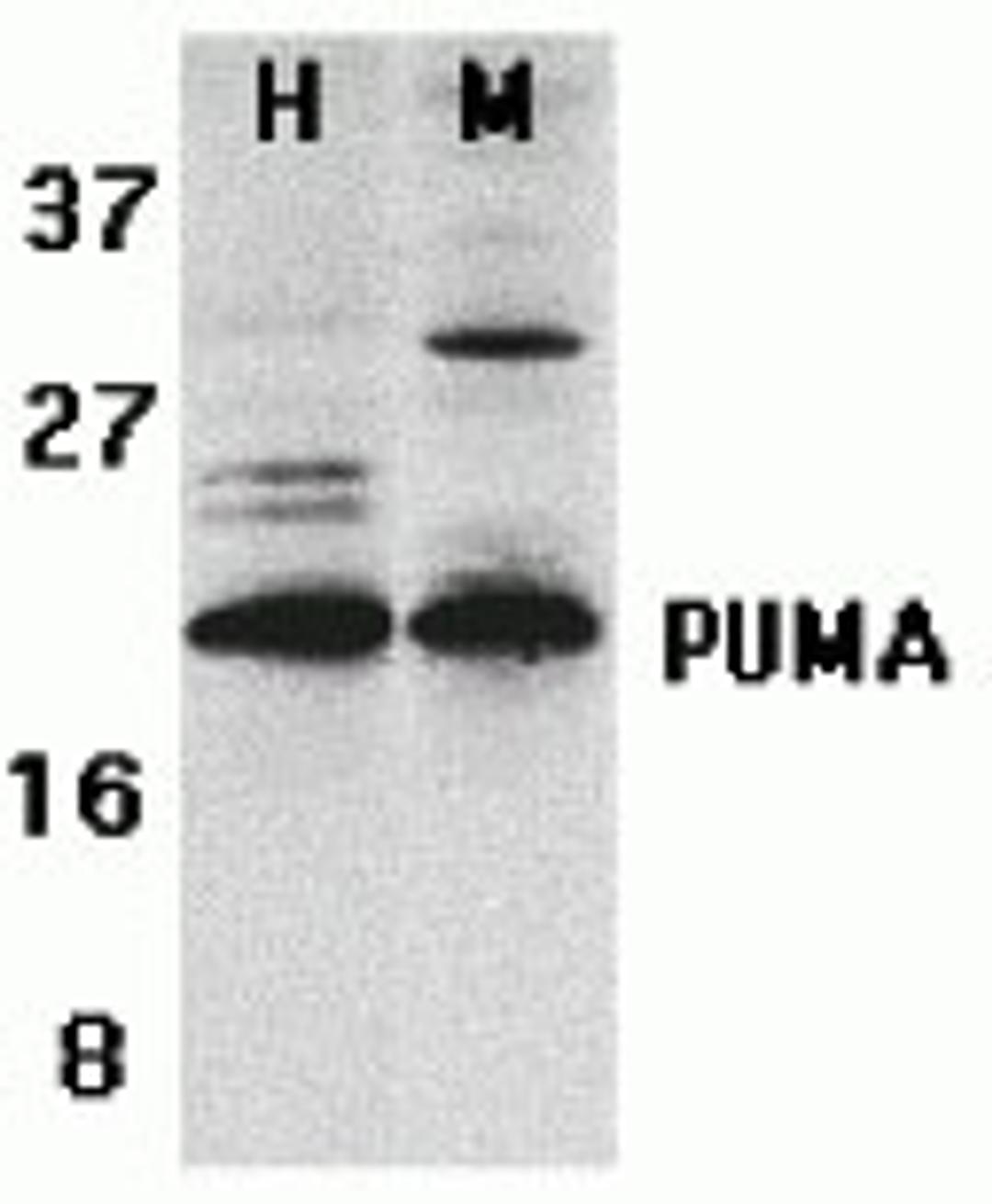 <strong>Figure 1 Western Blot Validation of PUMA in K562 and 3T3/NIH Cells</strong><br>
Loading: 15 μg of lysates per lane.
Antibodies: 3041 (2 μg/mL), 1 h incubation at RT in 5% NFDM/TBST.
Secondary: Goat anti-rabbit IgG HRP conjugate at 1:1000