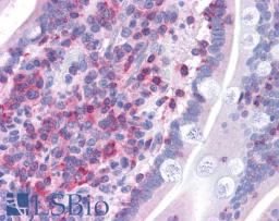 45-572 (3.75ug/ml) staining of paraffin embedded Human Small Intestine. Steamed antigen retrieval with citrate buffer pH 6, AP-staining.